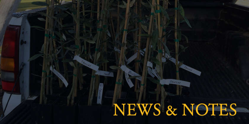 2014 Replacement Trees