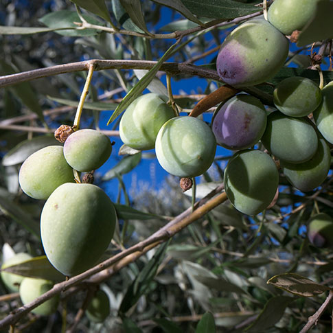 Round Olivewood Coasters – The French Olive  Quality French Varietal Olive  Oil from California