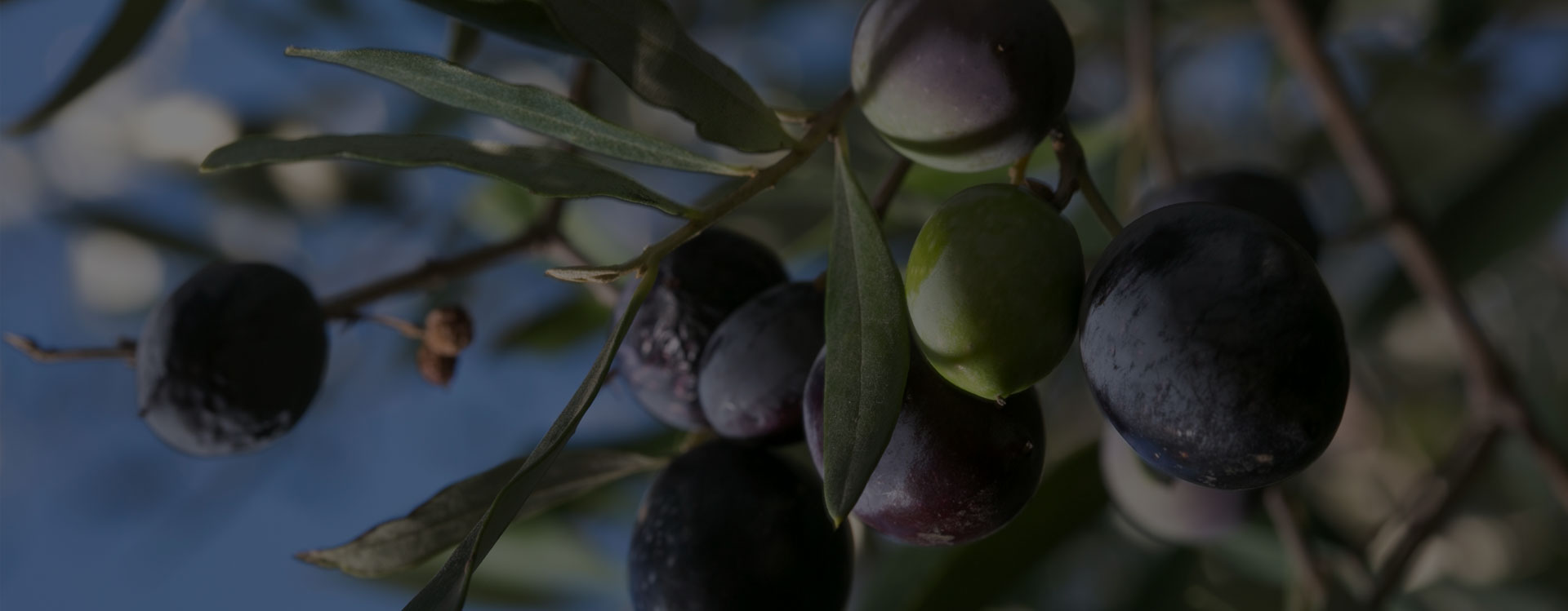 The French Olive Quality French Varietal Olive Oil from California